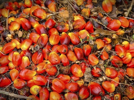 Россия вдвое увеличила закупки пальмового масла: эксперты бьют тревогу